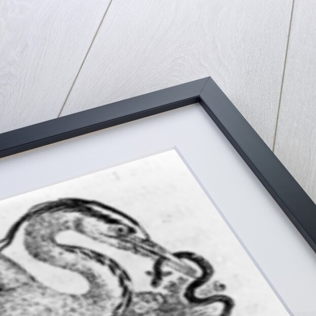 Heron by Thomas Bewick