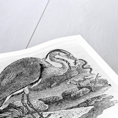 Heron by Thomas Bewick