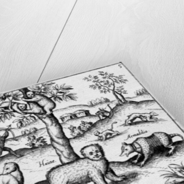 Simi Vulpa, Haute and Armadilio by English School