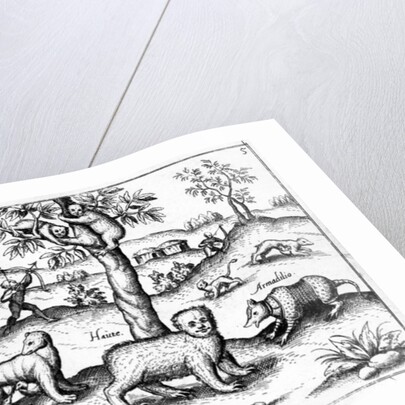 Simi Vulpa, Haute and Armadilio by English School