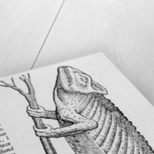 Chameleon by Swiss School