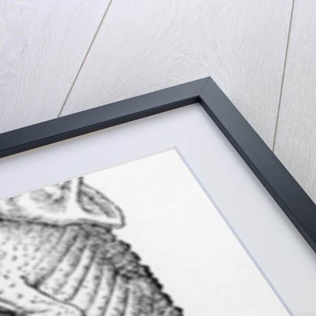 Chameleon by Swiss School