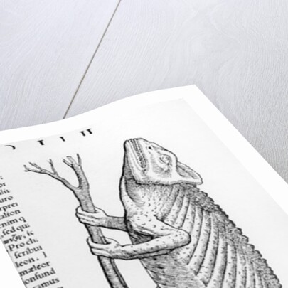 Chameleon by Swiss School