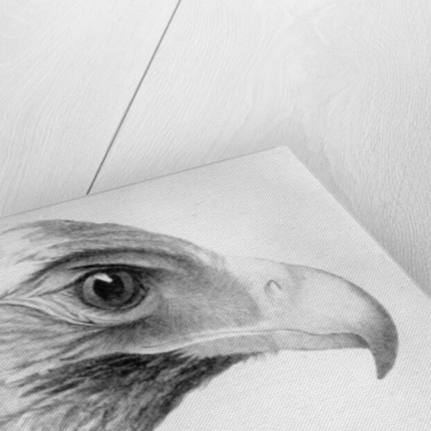 Australian Eagle by Major Thomas Mitchell