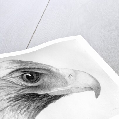Australian Eagle by Major Thomas Mitchell