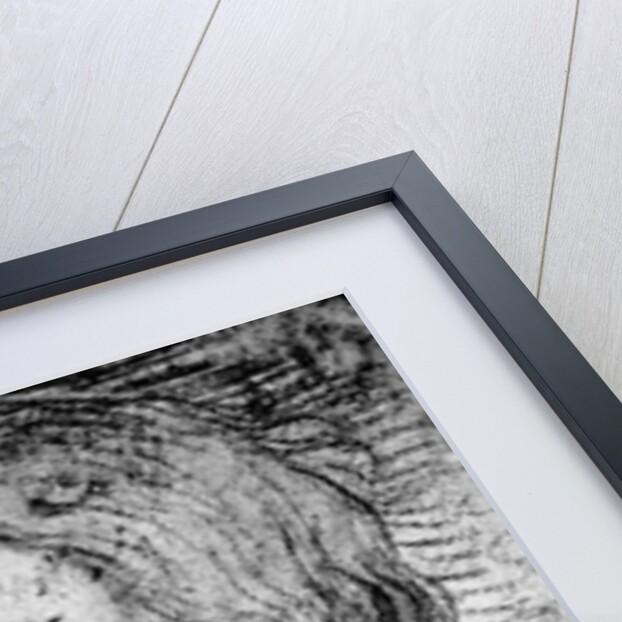 Self-Portrait, c.1510 by Jacopo Palma