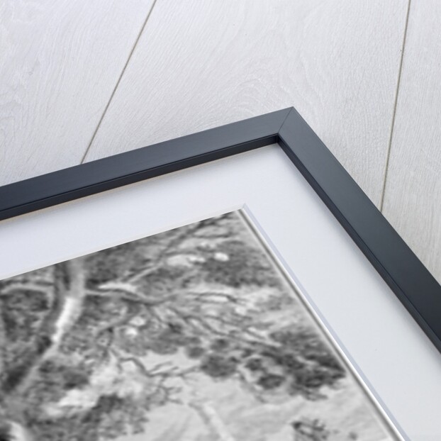 Satire on a castrato singer, 1730-40 by Hubert Francois Gravelot