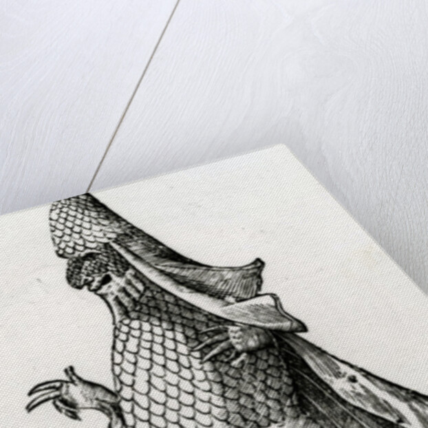 Monstrum Marinum rudimenta habitus Episcopi referens, 1642 by Italian School