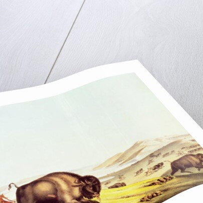 Hunting the Buffalo by American School