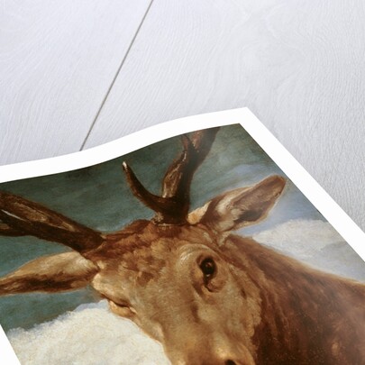 Head of a Stag, 1634 by Diego Rodriguez de Silva y Velazquez