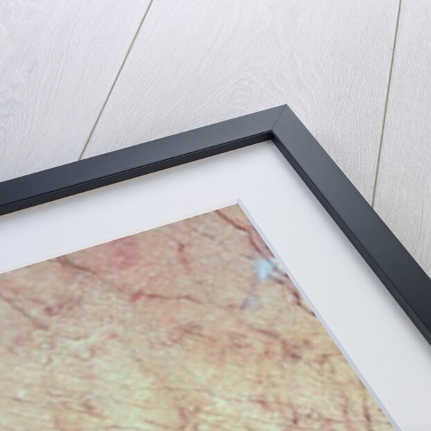 Head of a Horse by Paleolithic Paleolithic