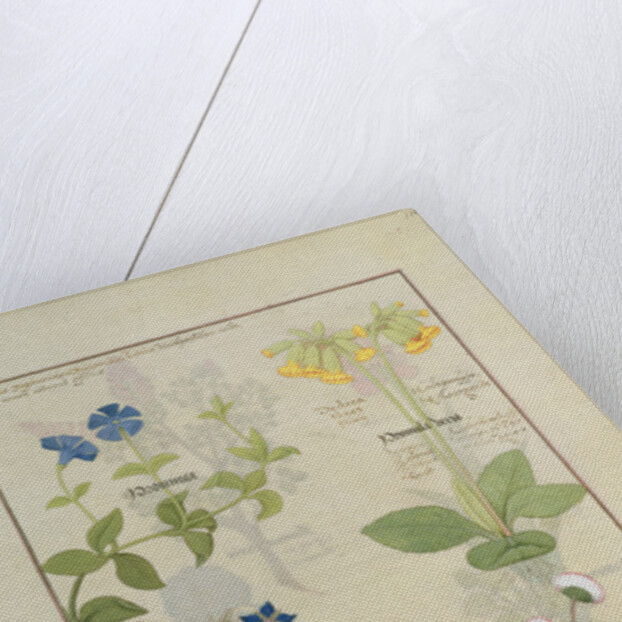 Ms Fr. Fv VI #1 fol.114 Top row: Blue Clematis or Crowfoot and Primula. Bottom row: Borage or Forget-me-not and Marguerita Daisy by Robinet Testard