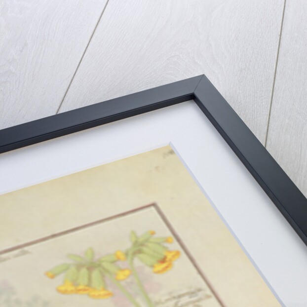 Ms Fr. Fv VI #1 fol.114 Top row: Blue Clematis or Crowfoot and Primula. Bottom row: Borage or Forget-me-not and Marguerita Daisy by Robinet Testard