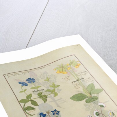 Ms Fr. Fv VI #1 fol.114 Top row: Blue Clematis or Crowfoot and Primula. Bottom row: Borage or Forget-me-not and Marguerita Daisy by Robinet Testard