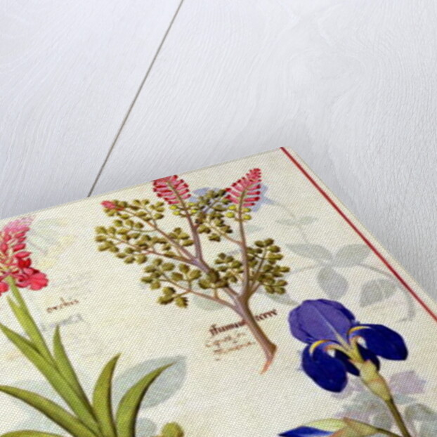 Ms Fr. Fv VI #1 fol.114v Top row: Orchid and Fumitory or Bleeding Heart. Bottom row: Hedera and Iris by Robinet Testard