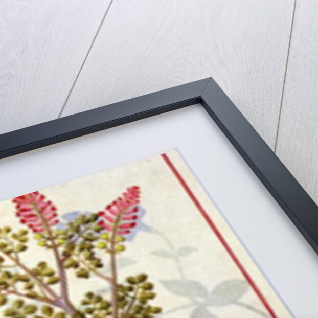 Ms Fr. Fv VI #1 fol.114v Top row: Orchid and Fumitory or Bleeding Heart. Bottom row: Hedera and Iris by Robinet Testard