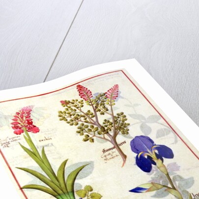 Ms Fr. Fv VI #1 fol.114v Top row: Orchid and Fumitory or Bleeding Heart. Bottom row: Hedera and Iris by Robinet Testard