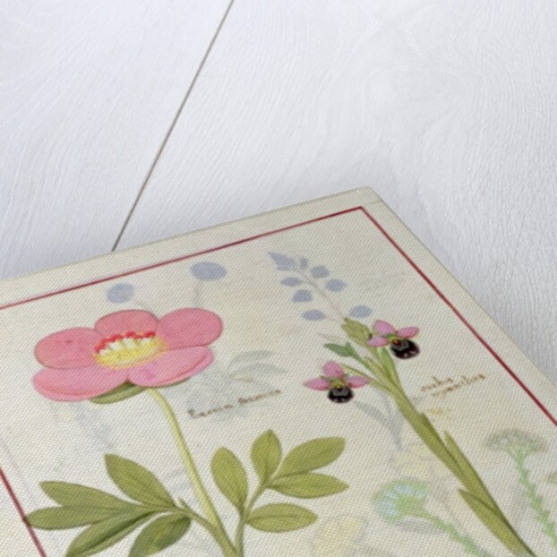 Ms Fr. Fol VI #1 Paeonia or Peony, and Orchis myanthos by Robinet Testard