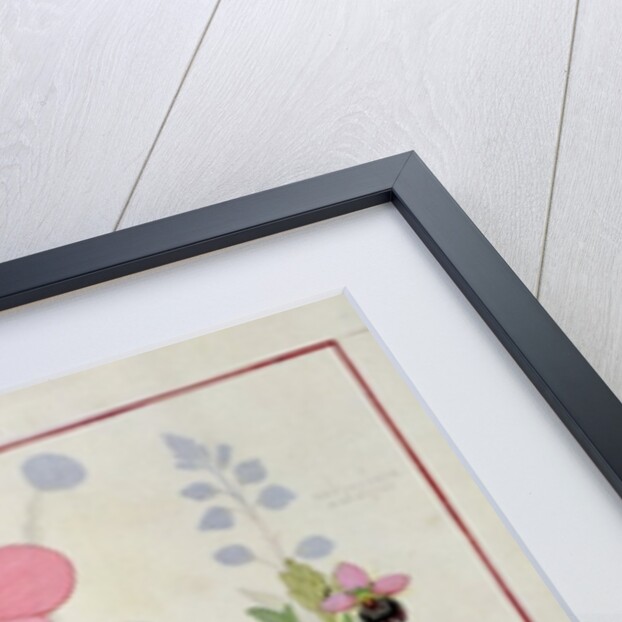 Ms Fr. Fol VI #1 Paeonia or Peony, and Orchis myanthos by Robinet Testard