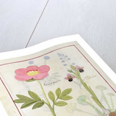 Ms Fr. Fol VI #1 Paeonia or Peony, and Orchis myanthos by Robinet Testard