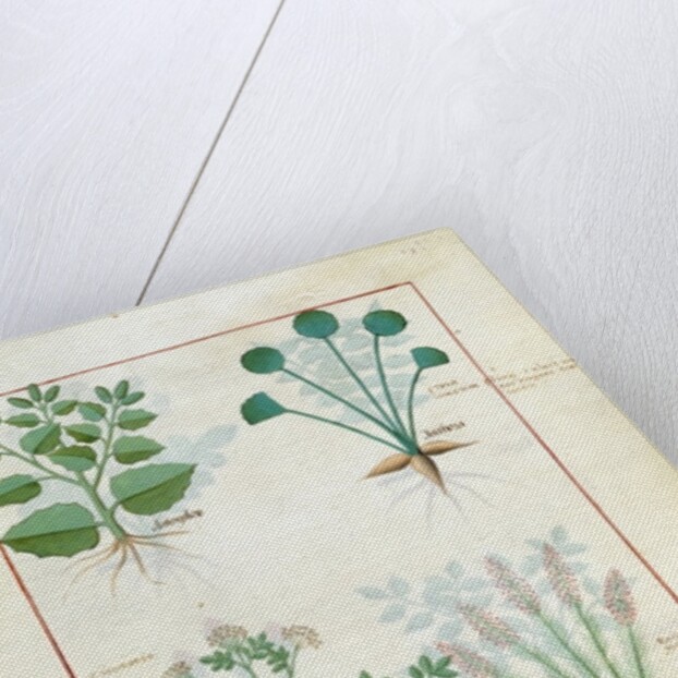 Ms Fr. Fv VI #1 fol.123r Top row: Salt Bush and Anthora. Bottom row: Absinthium and Cardamom by Robinet Testard