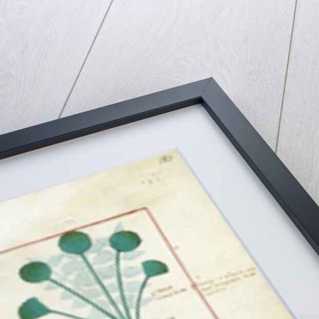 Ms Fr. Fv VI #1 fol.123r Top row: Salt Bush and Anthora. Bottom row: Absinthium and Cardamom by Robinet Testard