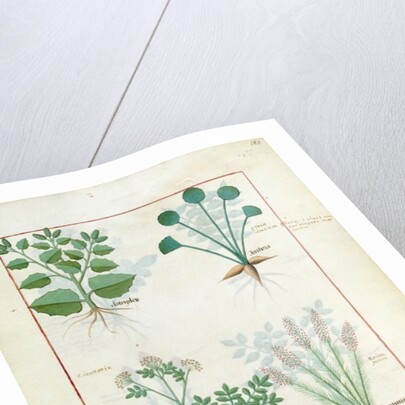 Ms Fr. Fv VI #1 fol.123r Top row: Salt Bush and Anthora. Bottom row: Absinthium and Cardamom by Robinet Testard