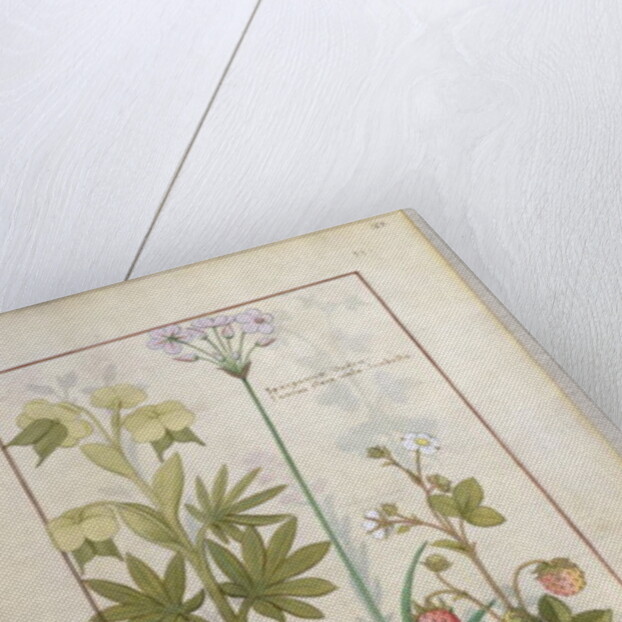 Ms Fr. Fv VI #1 fol.128r Consiligo, Burreed and Strawberry by Robinet Testard