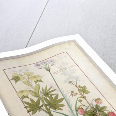 Ms Fr. Fv VI #1 fol.128r Consiligo, Burreed and Strawberry by Robinet Testard