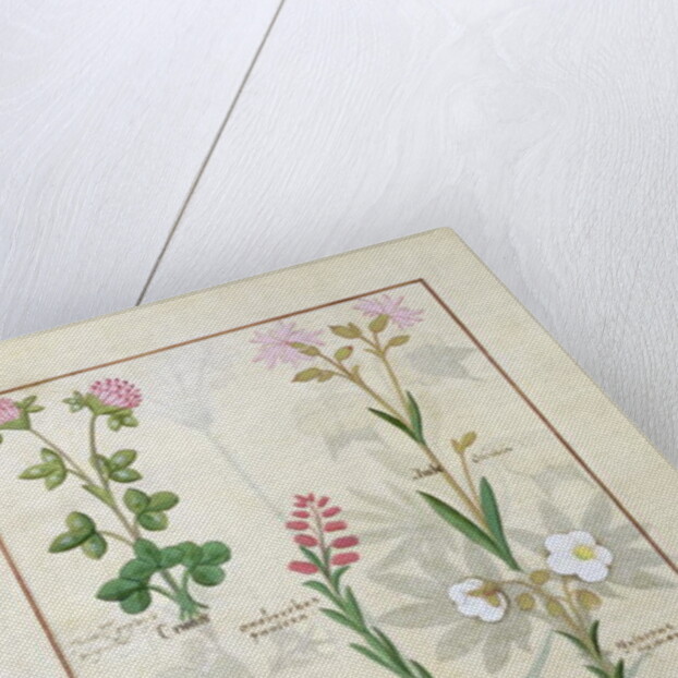 Ms Fr. Fv VI #1 fol.128v Top row: Red clover and Aube. Bottom row: Bellidis species, Onobrychis and Hyssopus nemorum by Robinet Testard