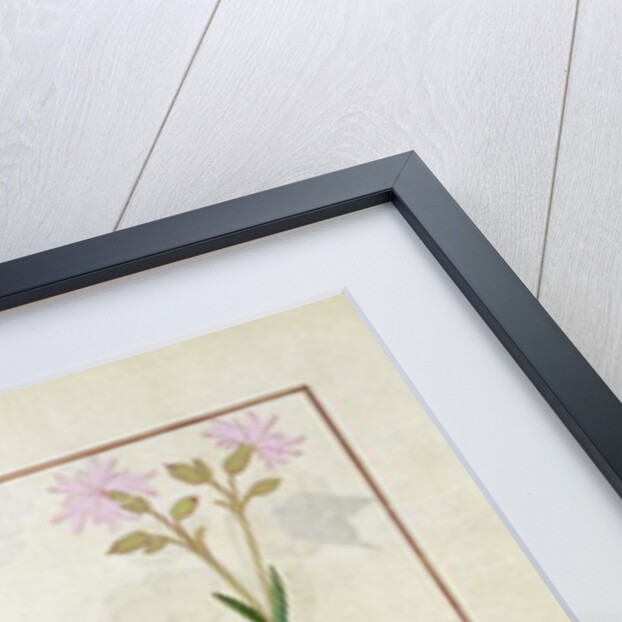 Ms Fr. Fv VI #1 fol.128v Top row: Red clover and Aube. Bottom row: Bellidis species, Onobrychis and Hyssopus nemorum by Robinet Testard