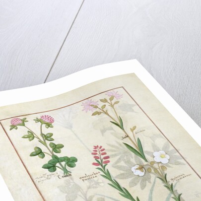 Ms Fr. Fv VI #1 fol.128v Top row: Red clover and Aube. Bottom row: Bellidis species, Onobrychis and Hyssopus nemorum by Robinet Testard