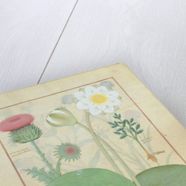 Plumed thistle, Water lily and Castor bean plant by Robinet Testard