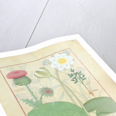 Plumed thistle, Water lily and Castor bean plant by Robinet Testard