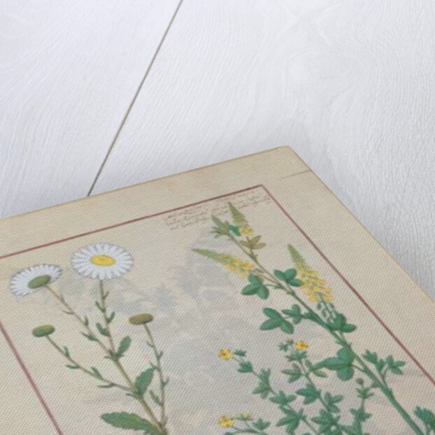 Ms Fr. Fv VI #1 fol.134v Illustration from 'The Book of Simple Medicines' by Mattheaus Platearius c.1470 by Robinet Testard