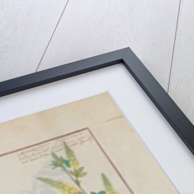 Ms Fr. Fv VI #1 fol.134v Illustration from 'The Book of Simple Medicines' by Mattheaus Platearius c.1470 by Robinet Testard