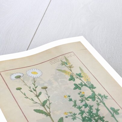 Ms Fr. Fv VI #1 fol.134v Illustration from 'The Book of Simple Medicines' by Mattheaus Platearius c.1470 by Robinet Testard