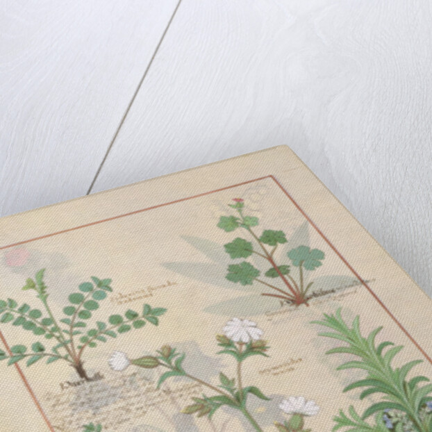 Ms Fr. Fv VI #1 fol.135v Illustration from 'The Book of Simple Medicines' by Mattheaus Platearius c.1470 by Robinet Testard