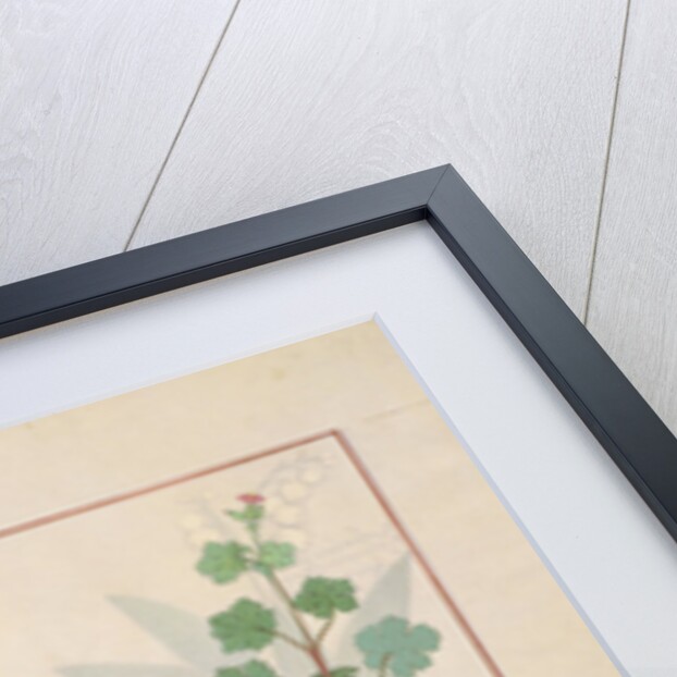 Ms Fr. Fv VI #1 fol.135v Illustration from 'The Book of Simple Medicines' by Mattheaus Platearius c.1470 by Robinet Testard