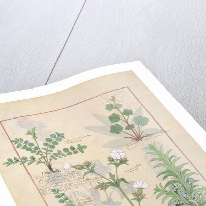 Ms Fr. Fv VI #1 fol.135v Illustration from 'The Book of Simple Medicines' by Mattheaus Platearius c.1470 by Robinet Testard