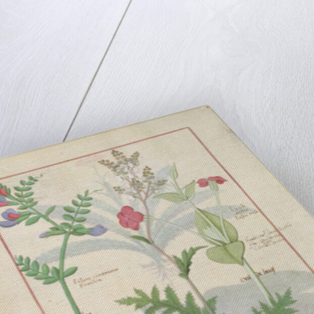 Ms Fr. Fv VI #1 fol.136v Illustration from 'The Book of Simple Medicines' by Mattheaus Platearius c.1470 by Robinet Testard