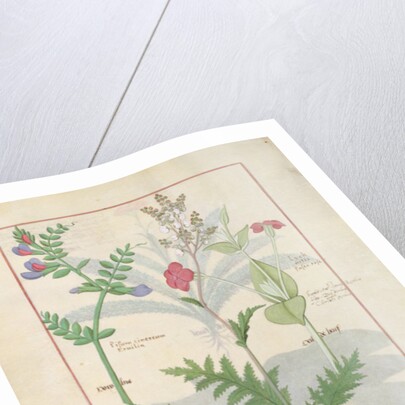 Ms Fr. Fv VI #1 fol.136v Illustration from 'The Book of Simple Medicines' by Mattheaus Platearius c.1470 by Robinet Testard