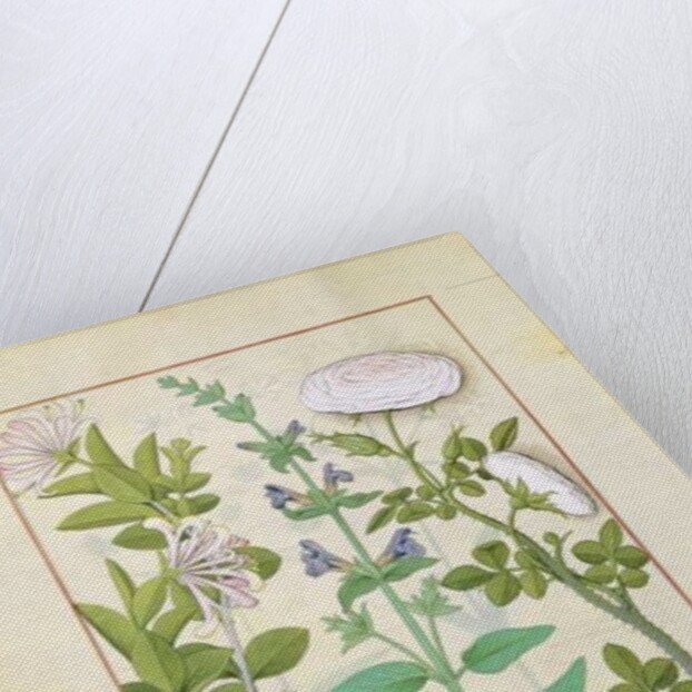 Ms Fr. Fv VI #1 fol.133v Honeysuckle, Sage and Rose by Robinet Testard