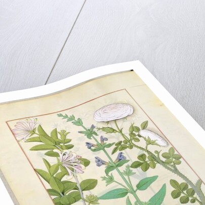 Ms Fr. Fv VI #1 fol.133v Honeysuckle, Sage and Rose by Robinet Testard