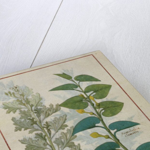 Ms Fr. Fv VI #1 fol.120v Illustration from 'The Book of Simple Medicines' by Mattheaus Platearius c.1470 by Robinet Testard