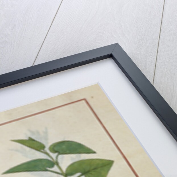 Ms Fr. Fv VI #1 fol.120v Illustration from 'The Book of Simple Medicines' by Mattheaus Platearius c.1470 by Robinet Testard