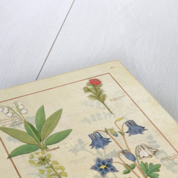 Ms Fr. Fv VI #1 fol.135r Illustration from 'The Book of Simple Medicines' by Mattheaus Platearius c.1470 by Robinet Testard