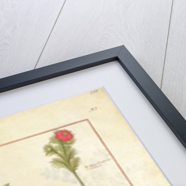 Ms Fr. Fv VI #1 fol.135r Illustration from 'The Book of Simple Medicines' by Mattheaus Platearius c.1470 by Robinet Testard