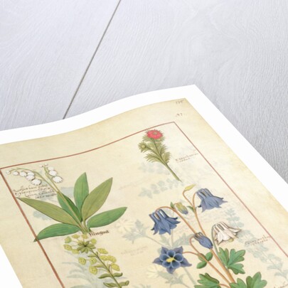 Ms Fr. Fv VI #1 fol.135r Illustration from 'The Book of Simple Medicines' by Mattheaus Platearius c.1470 by Robinet Testard