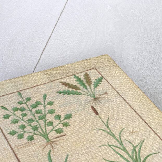 Ms Fr. Fv VI #1 fol.137r Illustration from 'ThedBook of Simple Medicines' by Mattheaus Platearius c.1470 by Robinet Testard